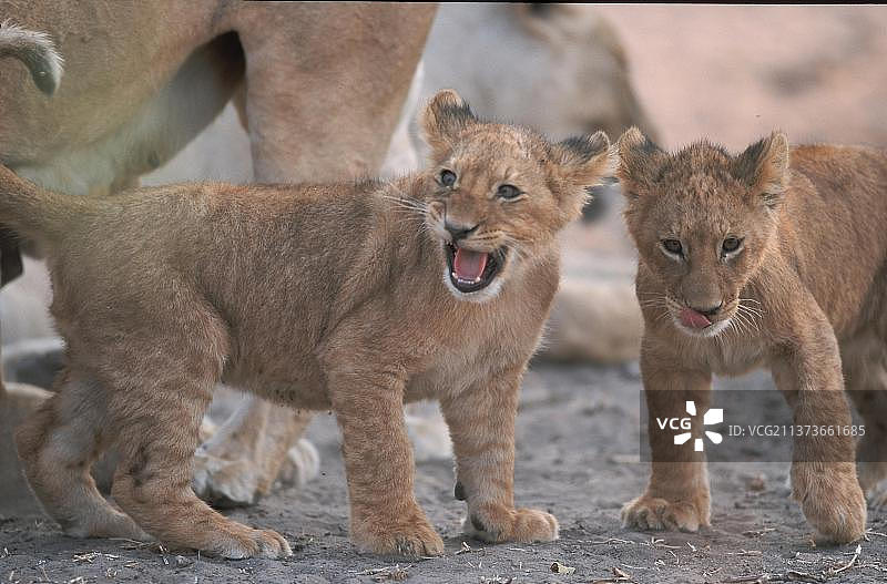 非洲博茨瓦纳的丘比国家公园，一只狮子幼崽图片素材