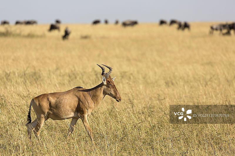 非洲肯尼亚马赛马拉国家保护区，一只成年可口可乐大麋羚(Alcelaphus buselaphus cokii)在草原上游荡，背景是东部白胡子角马(Connochaetes taurinus albojubatus)图片素材