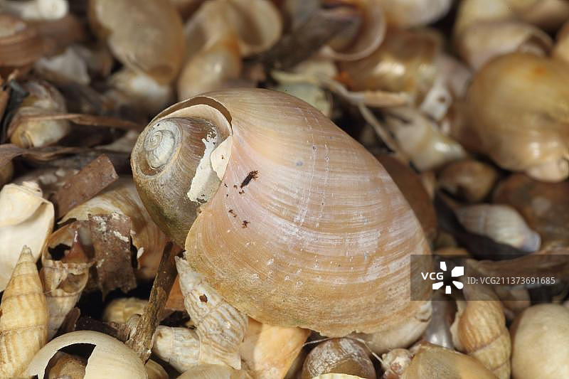 海螺(Akera bullata)空壳，在沙滩上，舰队礁湖，多塞特，英格兰，英国，欧洲图片素材