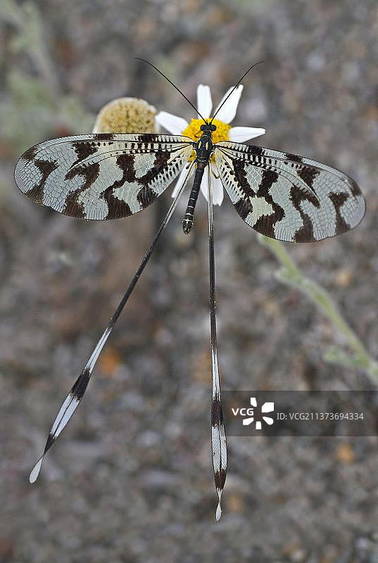 线草蛉(Nemoptera bipennis)成虫，休息在花上，莱斯博斯岛，希腊，欧洲图片素材