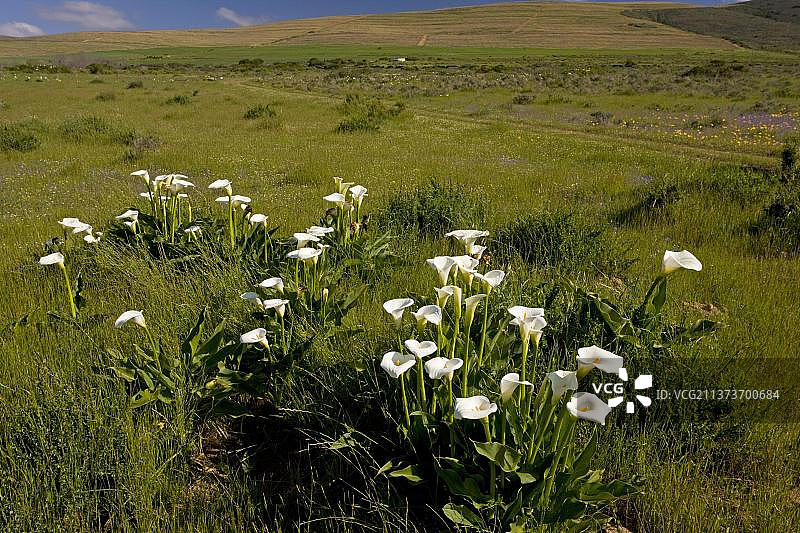 开花马蹄莲(Zantedeschia a埃塞俄比亚)，在低地fynbos栖息地，韦兰兹保护区，开普敦，南非，非洲图片素材