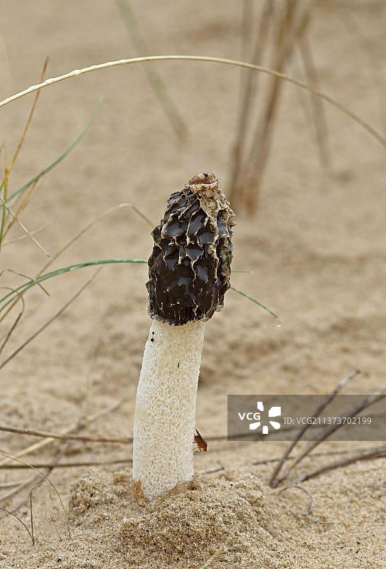 沙臭角的子实体(Phallus hadriani)，生长在沙堆之间的欧洲沙堆草(Ammophila arenaria)，埃克莱斯-on- sea，诺福克，英格兰，英国，欧洲图片素材
