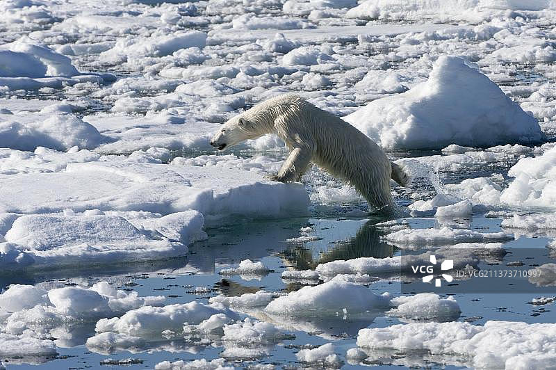 北极熊(Thalassarctos maritimus)，母的浮冰，斯匹次卑尔根群岛，斯瓦尔巴群岛，巴伦支海，北极熊浮冰，挪威，欧洲图片素材
