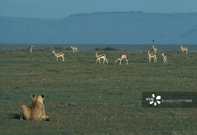 非洲狮生态位狮子狮子，狮子(豹狮)，大型猫科动物，捕食者，哺乳动物，动物，狮子躺下，看着猎物是难以接近的，马拉，肯尼亚，狮子，非洲图片素材