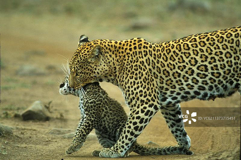 非洲豹生态位豹(Panthera pardus)，捕食者，哺乳动物，动物，携带豹幼崽，马赛马拉Game Res.肯尼亚(S)图片素材