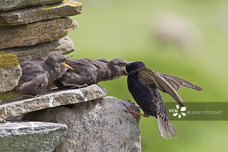 普通椋鸟(Sturnus vulgaris)成年喂养幼鸟，在干石墙外筑巢，苏格兰，英国，欧洲图片素材
