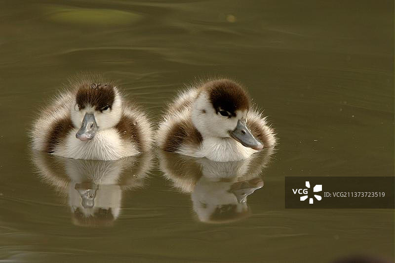 两只小鸭子在水上休息，英格兰，英国，欧洲图片素材