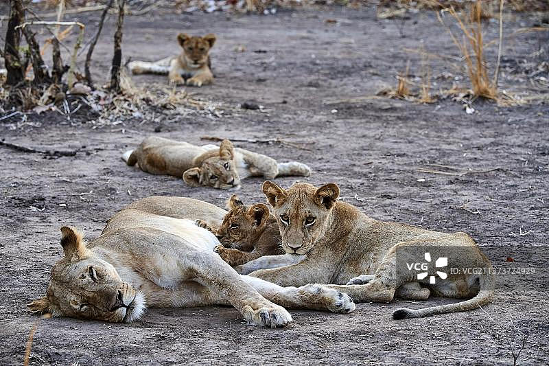 非洲赞比亚，南卢安瓜国家公园，母狮子带着幼崽和哺乳动物图片素材
