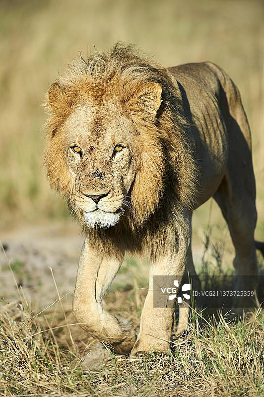 非洲狮行走的肖像(Panthera leo)奥卡万戈三角洲，莫雷米猎物保护区，博茨瓦纳，非洲图片素材
