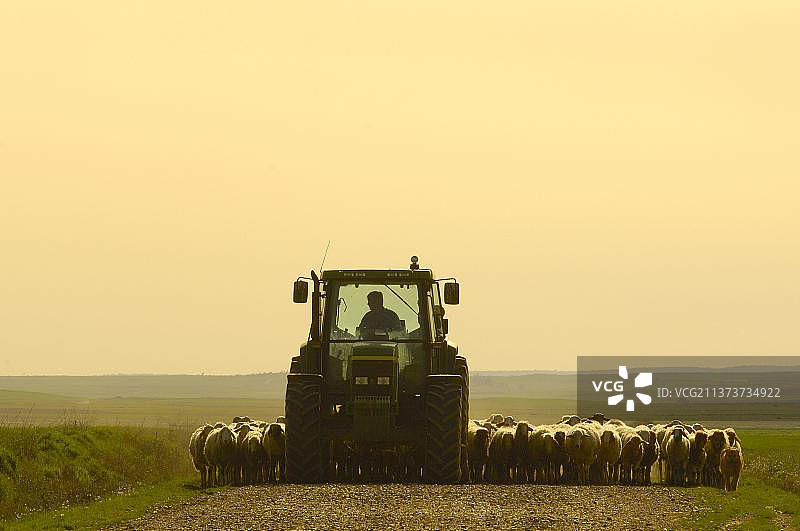 牧羊人在拖拉机上带着羊群，维拉法菲拉，萨莫拉，卡斯蒂勒里昂，西班牙，家养羊，欧洲图片素材