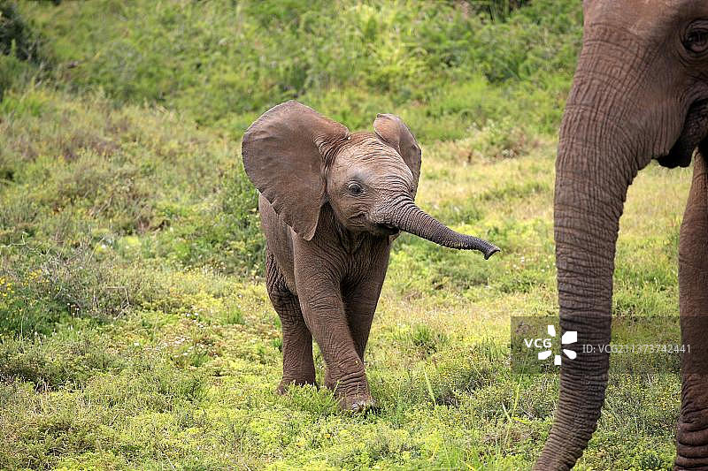 非洲象(Loxodonta africana)，小动物，阿多大象国家公园，东开普省，南非，非洲图片素材