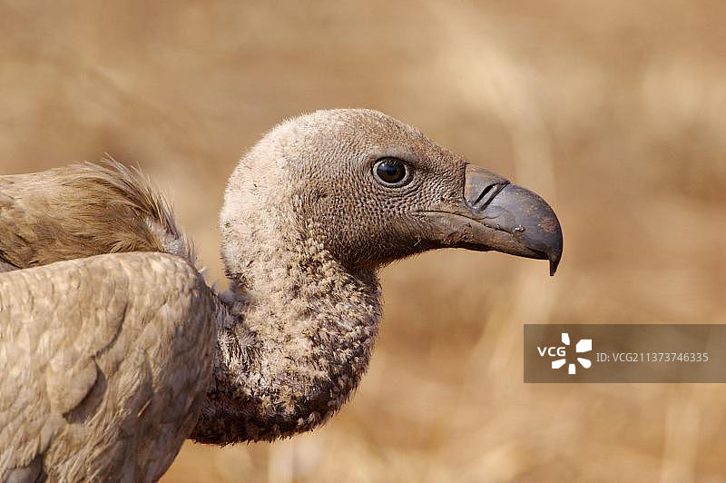 白背秃鹫(吉普塞非洲)成年，特写头部，克鲁格N. P.南非图片素材