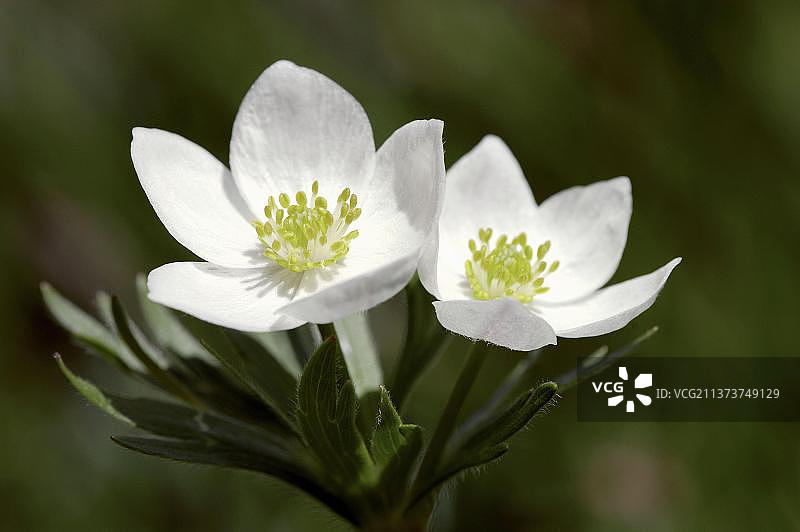 银莲花(anemone narcissiflora)，贝希特斯加登国家公园，巴伐利亚，Berghaehnlein，德国，欧洲图片素材