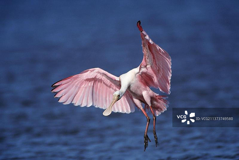 玫瑰色琵鹭(Ajaja Ajaja)， Sanibel岛，佛罗里达，美国，北美洲图片素材