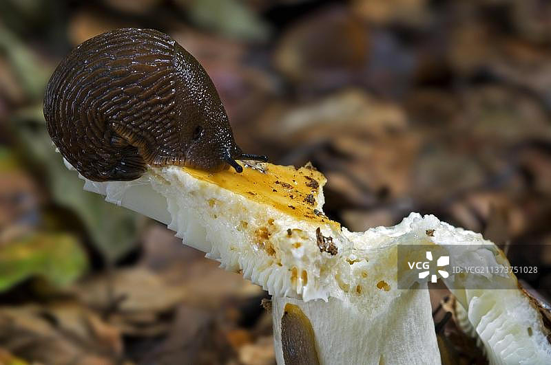 欧洲红鼻涕虫(Arion rufus)，在森林里吃蘑菇的大型红鼻涕虫图片素材