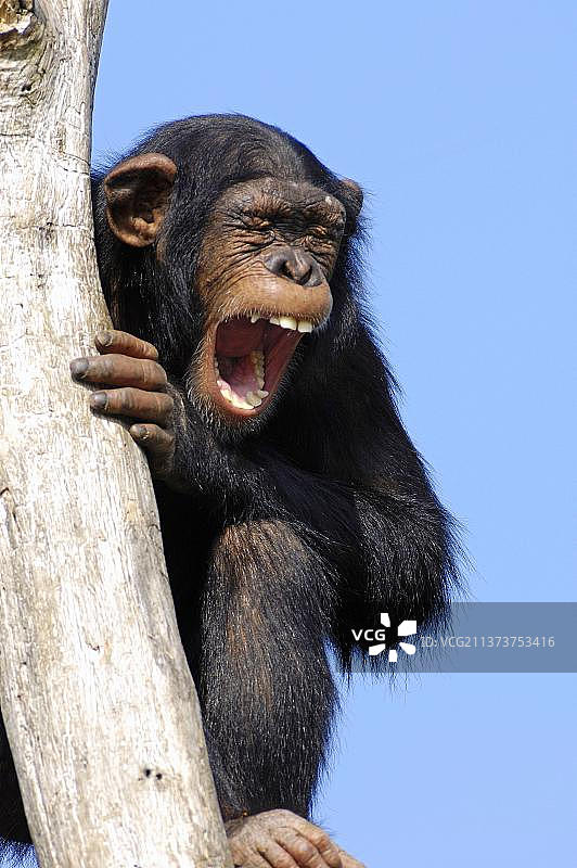 幼年黑猩猩(类人猿)，黑猩猩图片素材