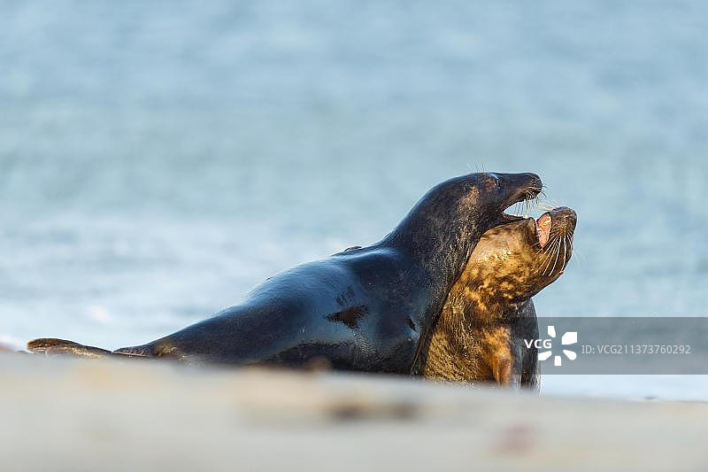 灰海豹(Halichoerus griypus)，在交配季节打架的夫妇，黑尔戈兰，沙丘，北海，岛，石勒苏益格-荷尔斯泰因，德国，欧洲图片素材