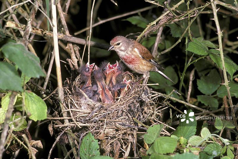 近距离拍摄的红尾鸲(Acanthis cannabina)，雄性在巢中喂养幼鸟图片素材