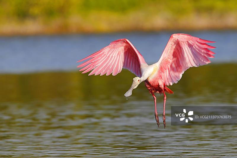 玫瑰色琵鹭(Ajaia ajaja)成年，飞行，降落在水上，大沼泽地，ochroleuca (u) (u)美国一个图片素材