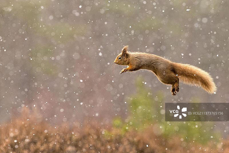 欧亚红松鼠(Sciurus vulgaris)，松鼠，啮齿动物，哺乳动物，成年欧亚红松鼠，在飘落的雪中跳跃，苏格兰，英国，欧洲图片素材