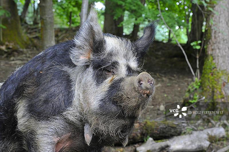家猪，库尼库尼母猪，头部特写，在树木繁茂的围场，英格兰，英国，欧洲图片素材