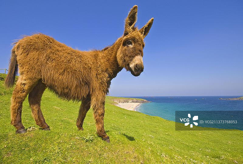 驴子，成年，站在海岸悬崖的顶端，布拉斯基特群岛，克里郡，爱尔兰，欧洲图片素材
