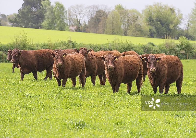 家养的牛，红红宝石德文郡牧群，站在英格兰德文郡埃克塞特的牧场上，英国，欧洲图片素材