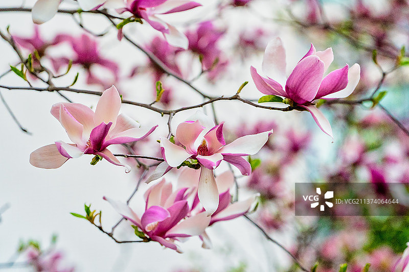 春天里盛开的紫玉兰花图片素材