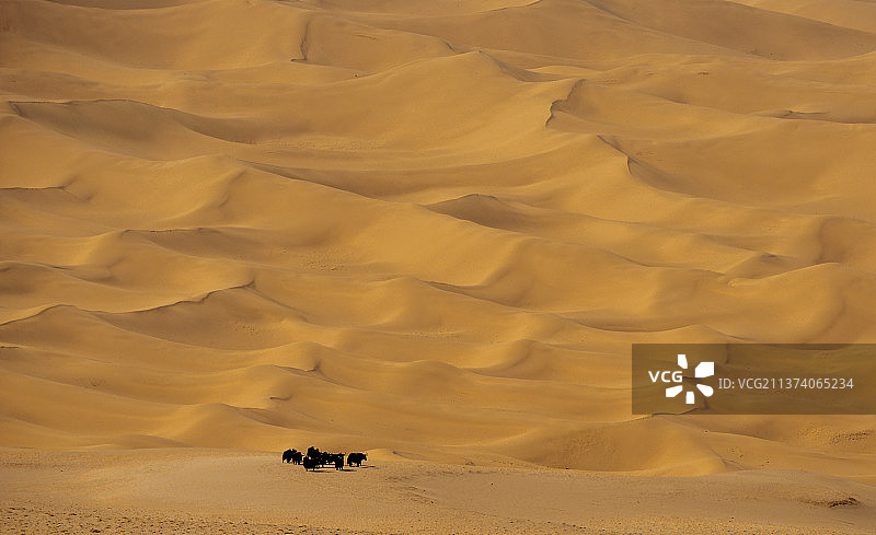 新疆阿尔金自然保护区沙漠里的野牦牛图片素材