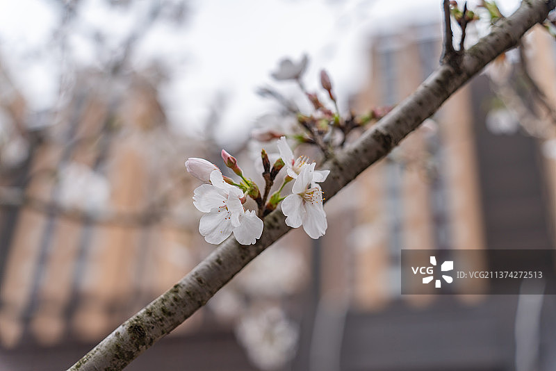 居民住宅区下盛开的樱花图片素材