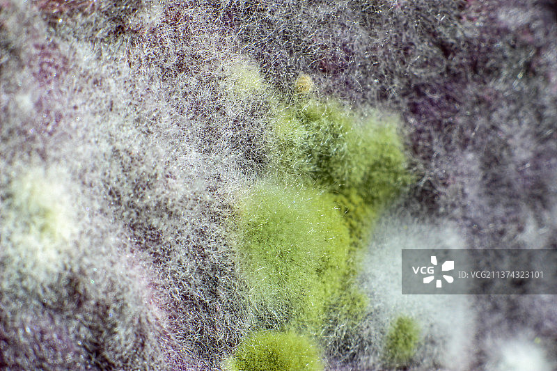 微距：紫薯上发霉生长出来白色和绿色真菌图片素材