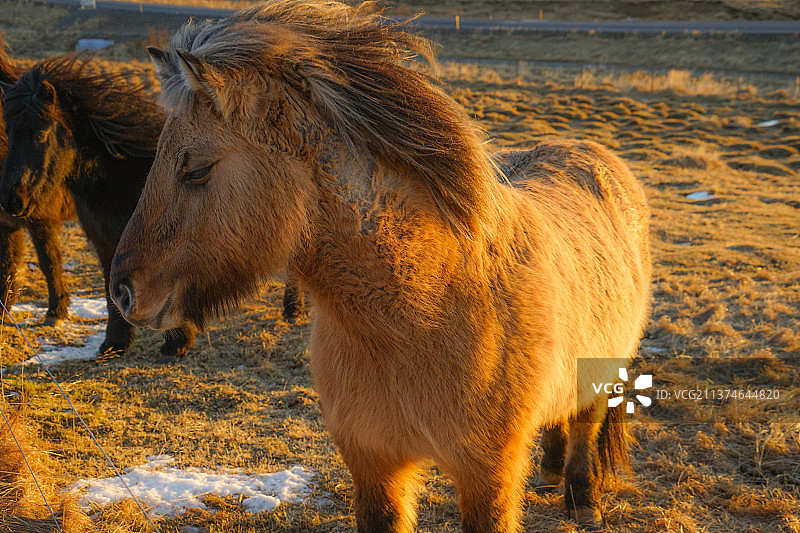 冰岛草原上的野马，侧面的冰岛小马站在田野上图片素材