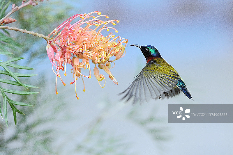 鸟栖息在植物上的特写镜头图片素材