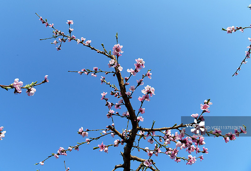 蓝天下粉红的桃花图片素材