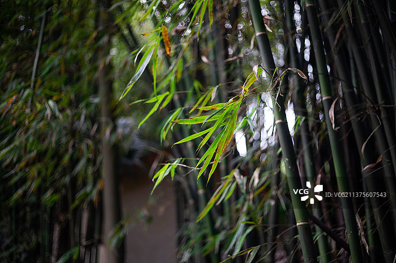 竹林里的竹子图片素材