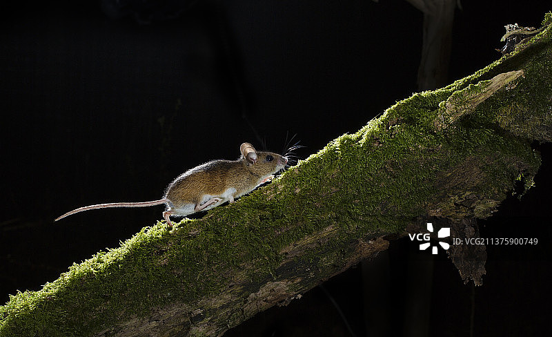夜间森林里的木鼠，朗塞斯顿，英国，英国图片素材