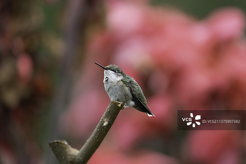守望的蜂鸟，蜂鸟栖息在植物上的特写，高脊，密苏里州，美国图片素材