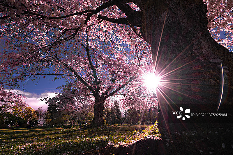 巨大的樱花树下阳光明媚的春天图片素材