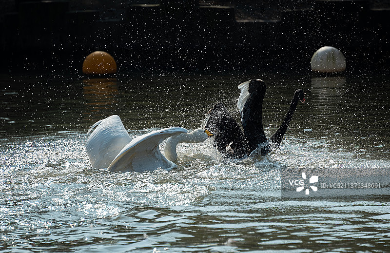 上海野生动物园里，一只黑天鹅一只白天鹅正在水面上追逐，溅起漂亮的水花图片素材