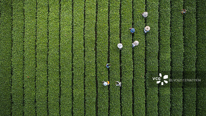 桂林春茶图片素材