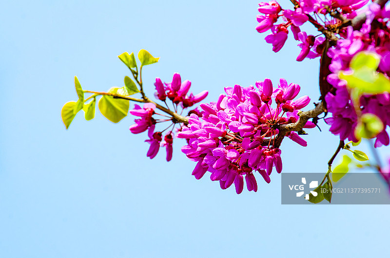 中国野生植物拍摄主题，绿化带园林里的紫色紫荆树栽培植物和盛开的花朵特写，户外无人图像摄影图片素材
