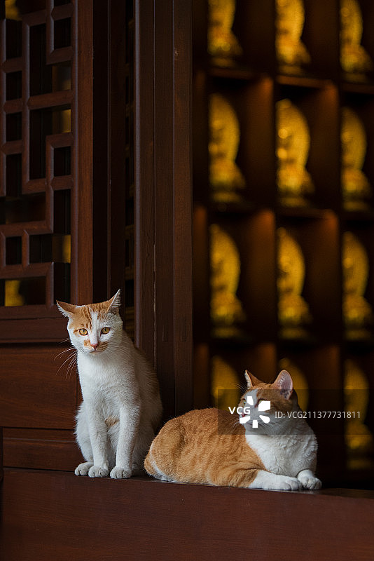 寺庙里的灵性猫咪图片素材