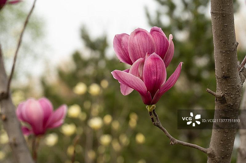 春天绽放的粉色玉兰花图片素材