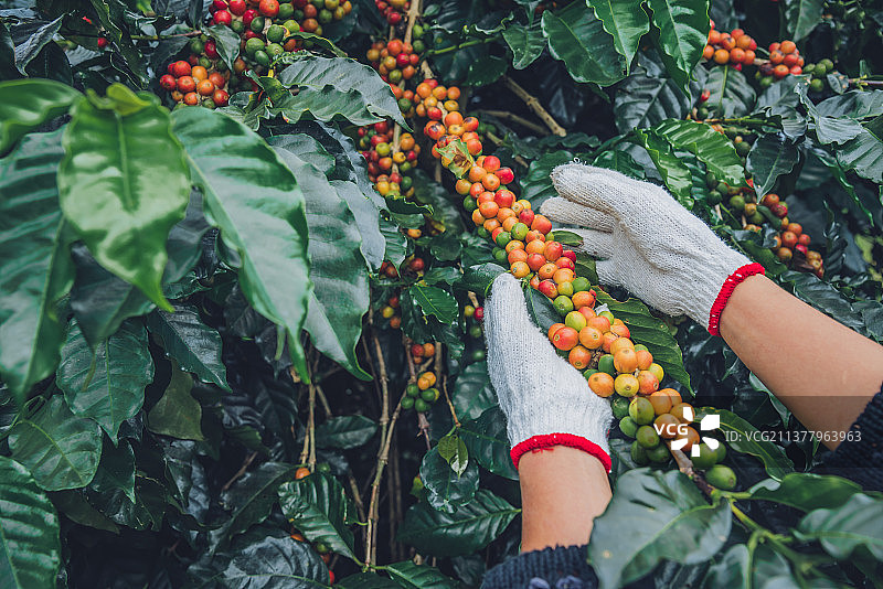 咖啡种植园里有咖啡豆的咖啡树图片素材