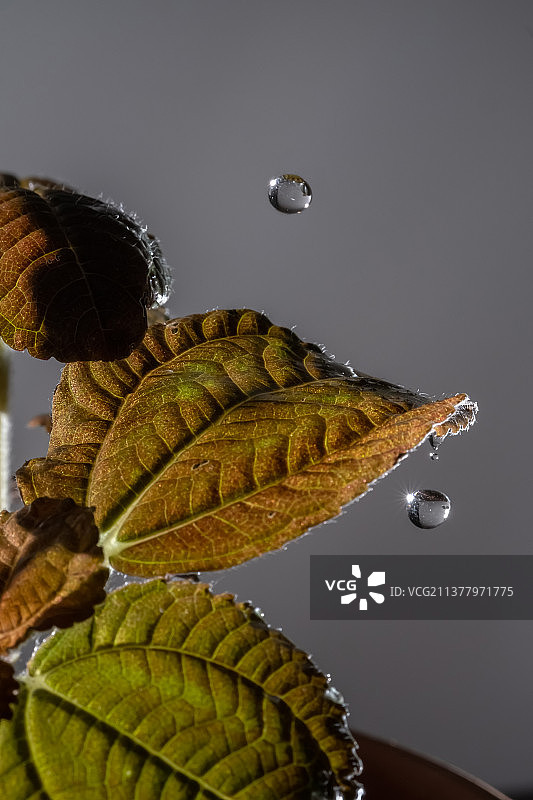 水滴落在家养植物的叶子上图片素材