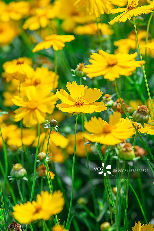中国河南郑州森林公园里的黄色小菊花植物特写图片素材