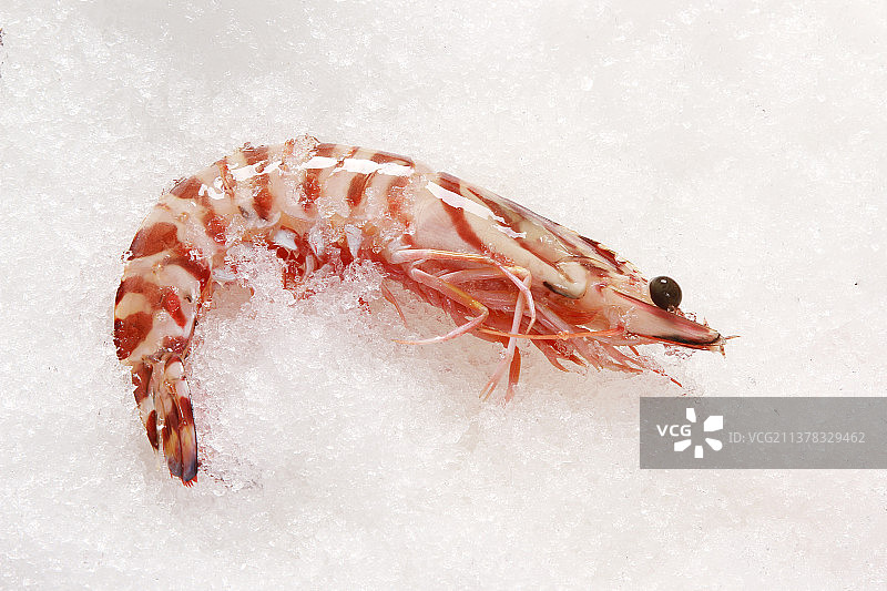 新鲜的海鲜海虾在白色的冰块上图片素材