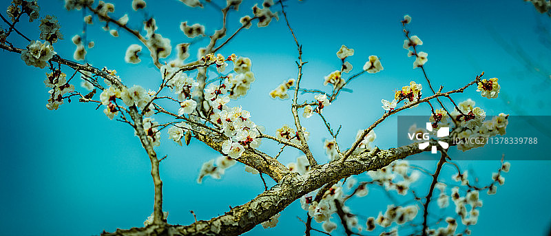 春天盛开的白色樱花图片素材