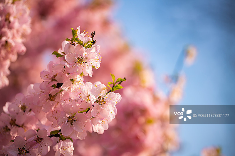 4月的春天，樱花盛开的季节。图片素材