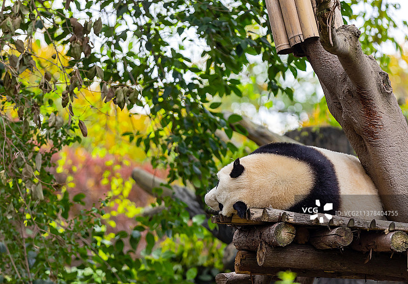 成都大熊猫繁育基地大熊猫图片素材